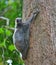 Flying Lemur