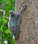 Flying Lemur