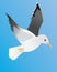 A flying lesser black backed gull