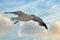 Flying lesser black backed sea gull with open wings during flight in front of blue sky with clouds