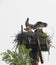 Flying lesson by osprey parent on nest