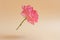 Flying or levitating fresh pink rose on a neutral background with space for text. Element for design, congratulations to wedding