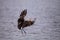 Flying limpkin Aramus guarauna over a marsh