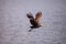 Flying limpkin Aramus guarauna over a marsh