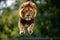 Flying lion in a jump. Big male lion flying in the air. Lion in running, beast king animal