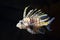 Flying lionfish (Pterois volitans)