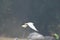 Flying Little Egret