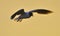 A flying Little Gull (Larus minutus).