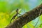 Flying Lizard Draco Lizard stay on tree trunk - Nature wildlife photography