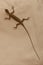 Flying Lizard on fabric, Thailand