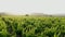 Flying at low altitude over the tidy rows of vineyards at sunset