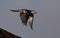 Flying magpie against a dark blurry sky