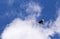 Flying magpie bird in blue sky with white clouds