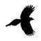 Flying Magpie Bird Pica Pica On a Side View Silhouette Found In Map Of Africa, Asia, Eurasia,Europe And Oceania