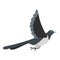 Flying magpie icon, flat style