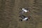 Flying male Common goldeneye reflected in pond water surface