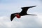 Flying male frigate bird in the Galapagos Islands