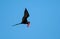 Flying Male Frigatebird