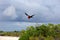 Flying male frigatebird during mating season