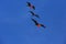 Flying male frigatebirds during mating season