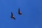 Flying male frigatebirds during mating season