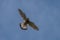 Flying male Kestrel in the blue sky