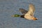 Flying Mallard Drake