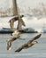 Flying Mallard flock