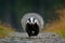 Flying mammal. Badger in forest, animal nature habitat, Germany, Europe. Wildlife scene. Wild Badger, Meles meles, wood road. Euro