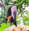 Flying mammal hanging on tree, bat eating fruit, banana tree ,