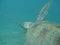 \'Flying\' marine turtle