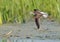 Flying Marsh Sandpiper near nest