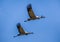 Flying Migrating common cranes against blue sky with white clouds.