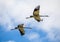 Flying Migrating common cranes against blue sky with white clouds.