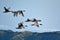 Flying migratory birds  ducks, geese, swans