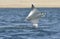 Flying Mobula Ray