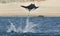 Flying Mobula Ray