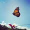 Flying Monarch Butterfly