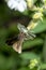 Flying moth on a small white flower in front of a dark green background