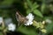 Flying moth on a small white flower in front of a dark green background