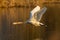 Flying mute swan bird cygnus olor, water surface, reed belt, m