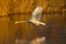 Flying mute swan bird cygnus olor, water surface, reed belt, m