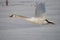 Flying mute swan Cygnus olor