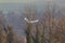 Flying mute swan cygnus olor with trees, spread wings