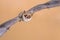 Flying Natterers bat isolated on bright brown background
