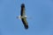 Flying natural white stork Ciconia ciconia in blue sky