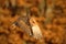 Flying nice bird Barn Owl in evening nice orange light, blurred autumn forest in background