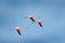 Flying nice pink big bird Greater Flamingo, Phoenicopterus ruber, with clear blue sky with clouds, Camargue, France. Wildlife Euro