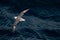 Flying Northern Fulmar in Atlantic ocean, following a boat