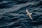 Flying Northern Fulmar in Atlantic ocean, following a boat